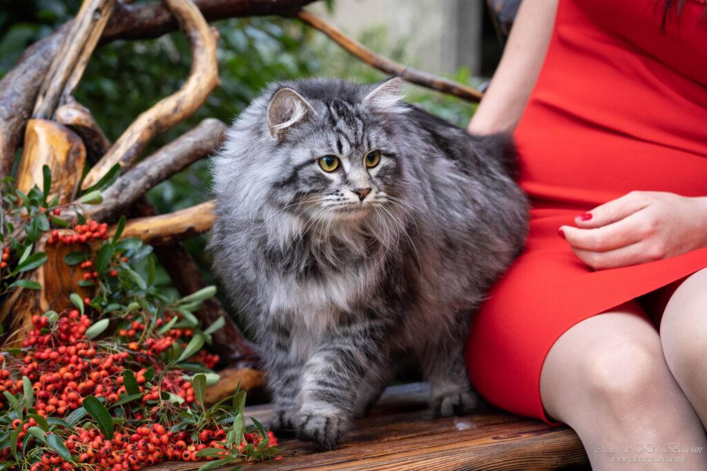KALINKA GIRASOLE, chat Sibérien femelle, robe Black Silver Spotted Tabby