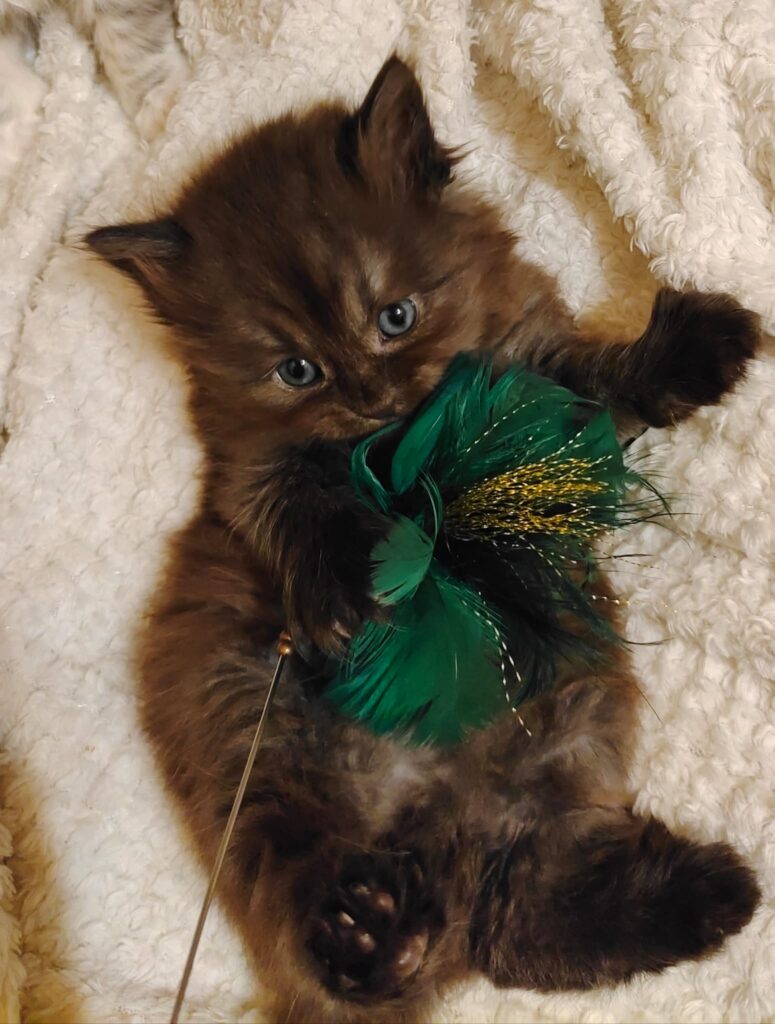 B.11 du Kot Baïoun, chat Sibérien mâle, robe Noir