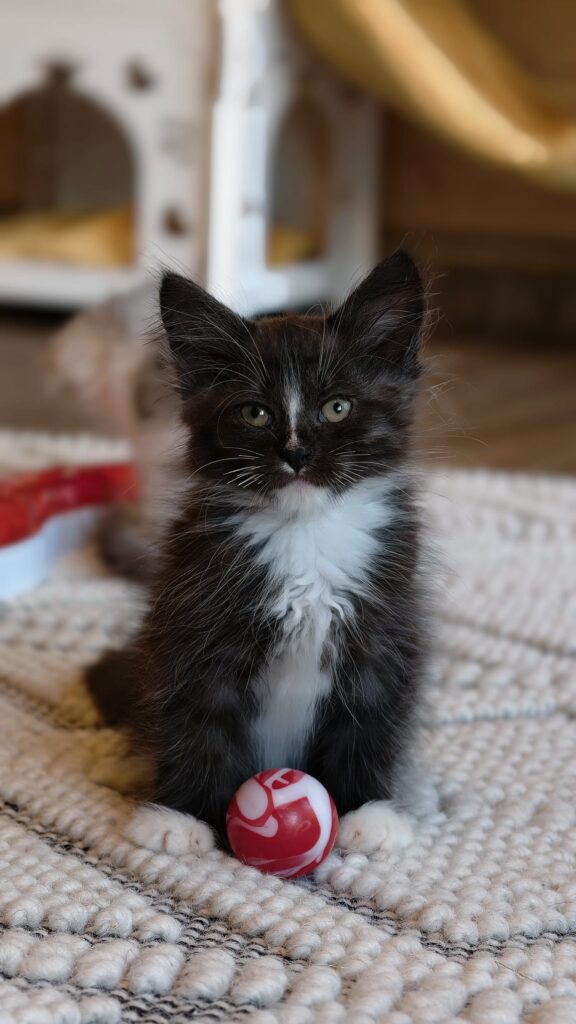 B.12 du Kot Baïoun, chat Sibérien mâle, robe Noir et Blanc