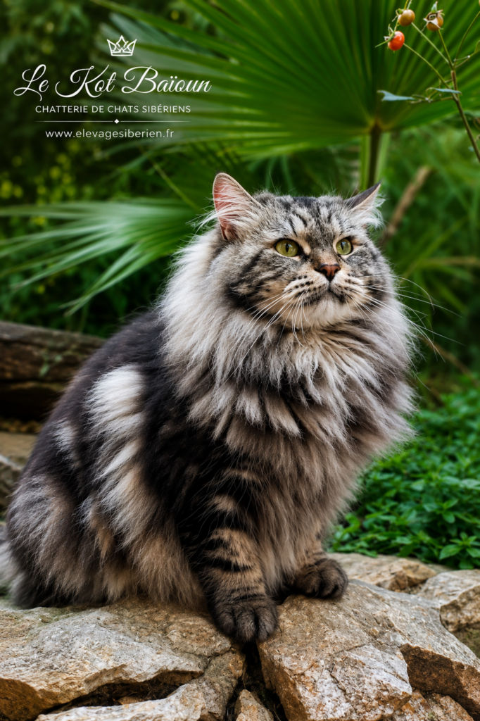 CAMA GRATSIOZNYY ZVER, chat Sibérien femelle, robe Brown Blotched tabby