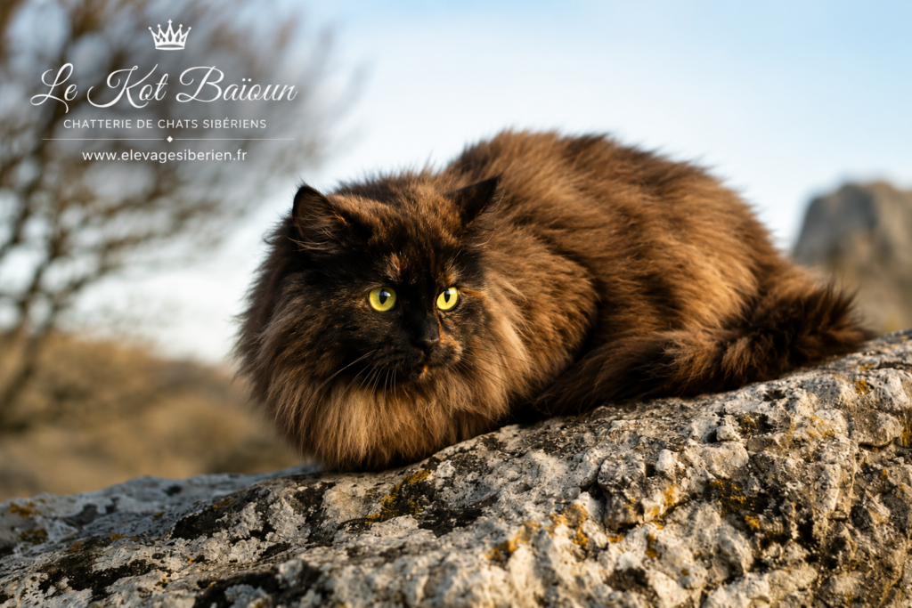 ZLATOGORYE CASSIOPEIA, chat Sibérien femelle, robe Black tortie