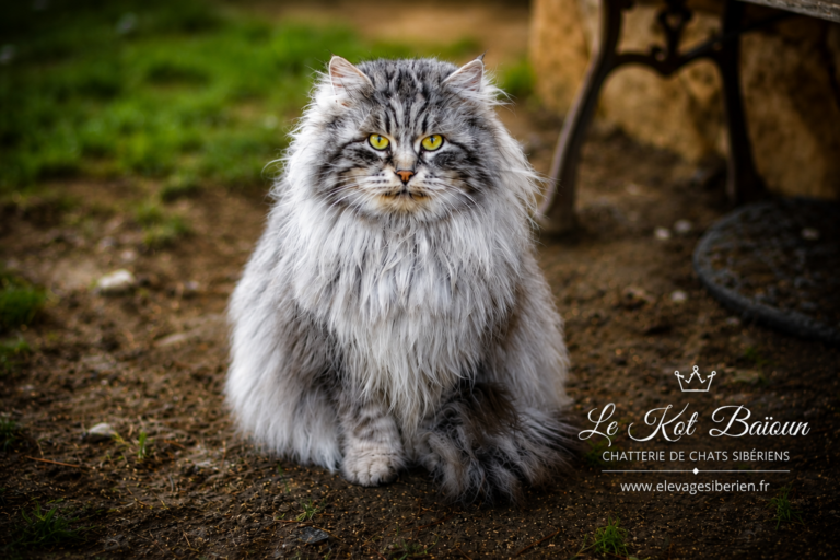 KALINKA GIRASOLE — photo 1
