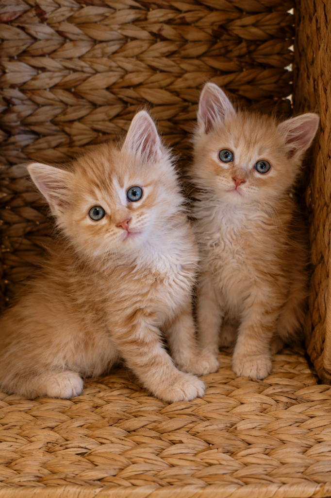 B.1 du Kot Baïoun, chat Sibérien mâle, robe Crême