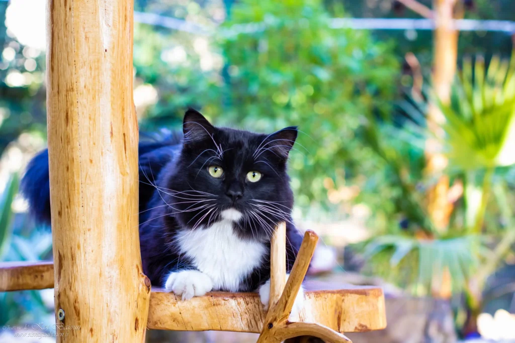 KOMANDOR HAN OF ROSELAND, chat Sibérien mâle, robe Noir et Blanc