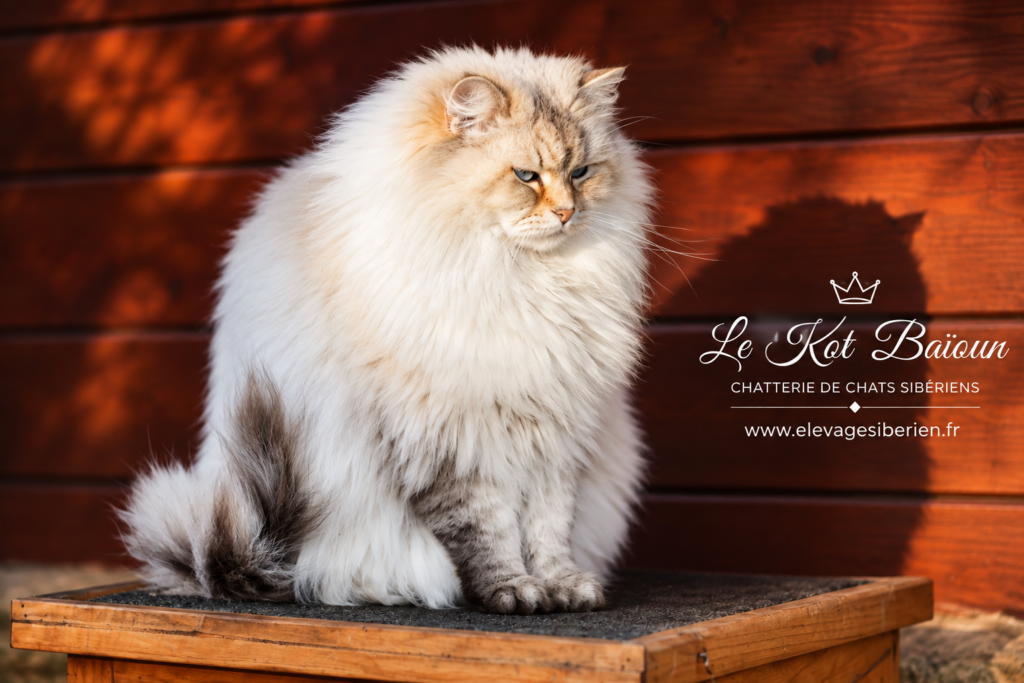 RATIBOR ICEBERG KUPRIANA, chat Sibérien femelle, robe Seal tortie tabby point