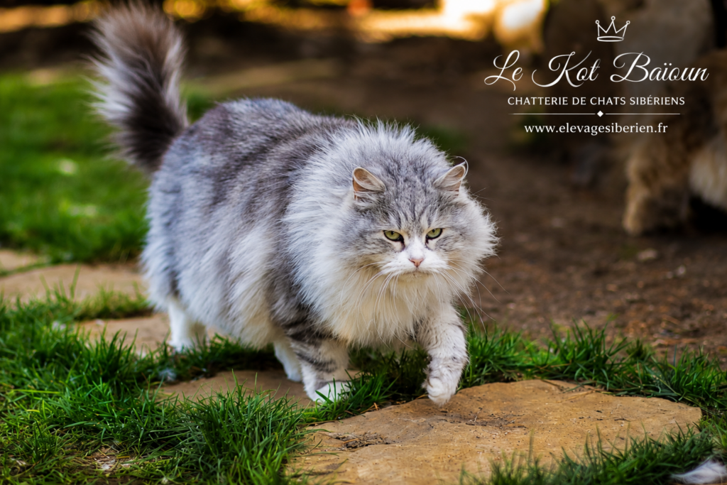 MOLLY SZEPTY LASU, chat Sibérien femelle, robe black silver blotched tabby & blanc
