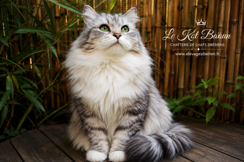 MUSA LE TERRE SELVAGGE, chat Sibérien femelle, robe Black silver blotched tabby & blanc