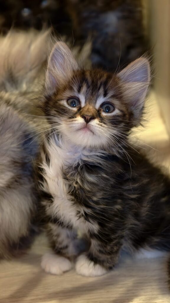 B.7 du Kot Baïoun, chat Sibérien mâle, robe Brown blotched tabby & blanc