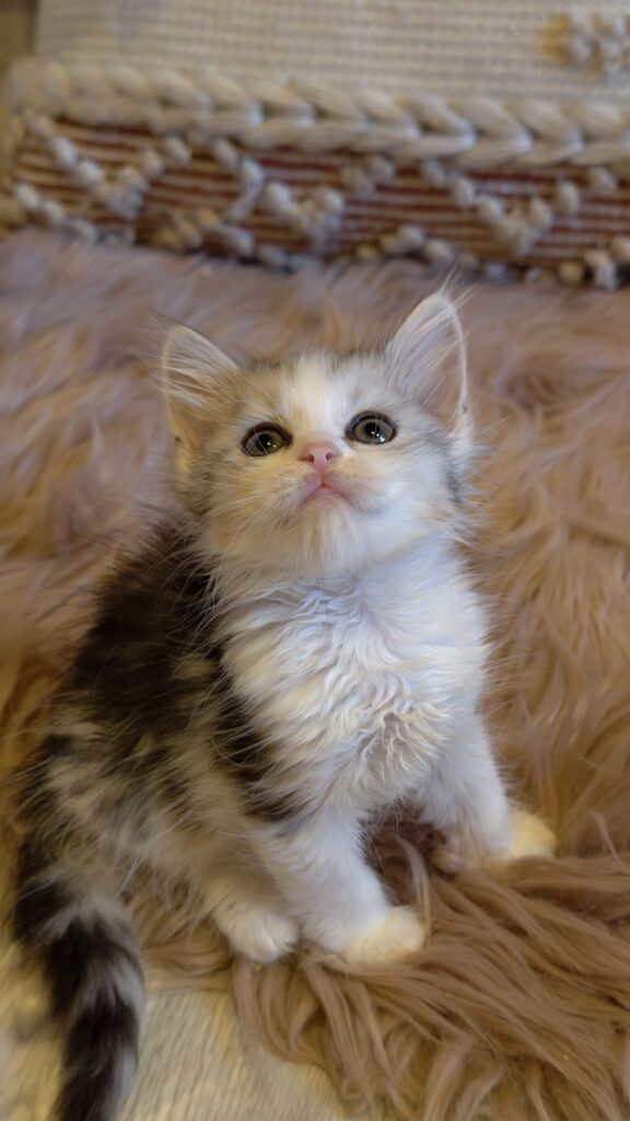 B.5 du Kot Baïoun, chat Sibérien femelle, robe black silver blotched tabby & blanc