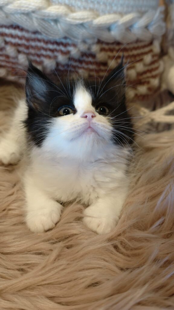 B.4 du Kot Baïoun, chat Sibérien femelle, robe Noire et blanc
