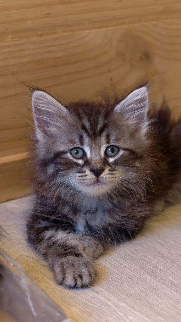 B.8 du Kot Baïoun, chat Sibérien mâle, robe Black Silver Blotched Tabby