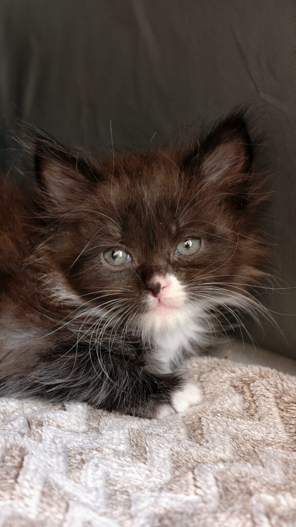B.6 du Kot Baïoun, chat Sibérien femelle, robe Noire et Blanc