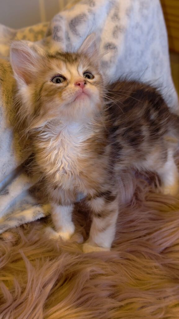 B.9 du Kot Baïoun, chat Sibérien mâle, robe Brown Sunshine Silver Blotched Tabby et Blanc