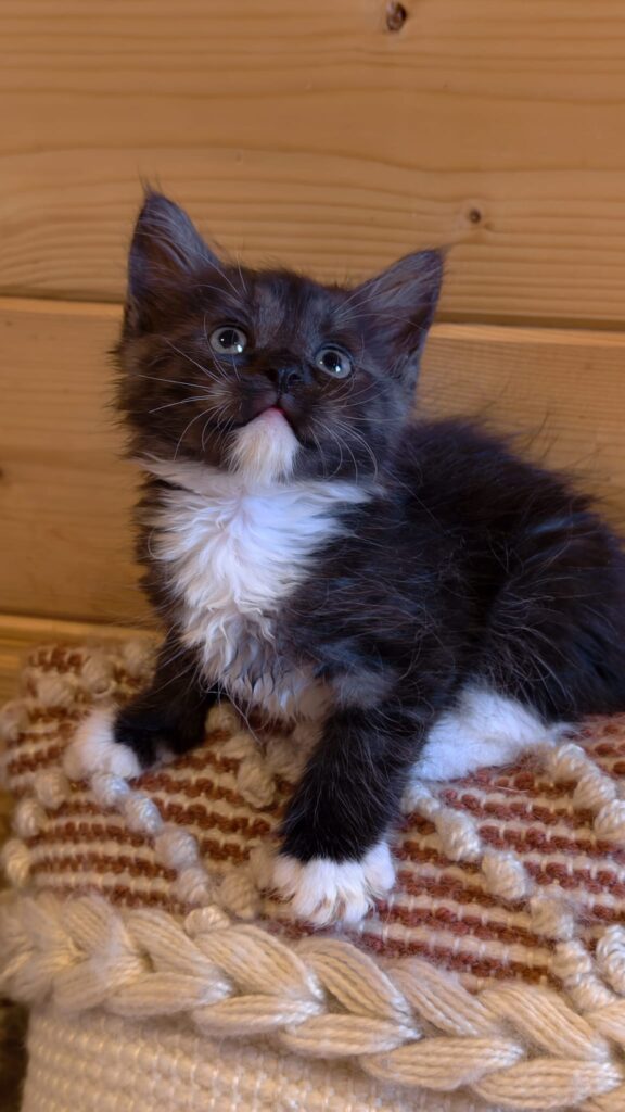 B.10 du Kot Baïoun, chat Sibérien femelle, robe Noir et Blanc
