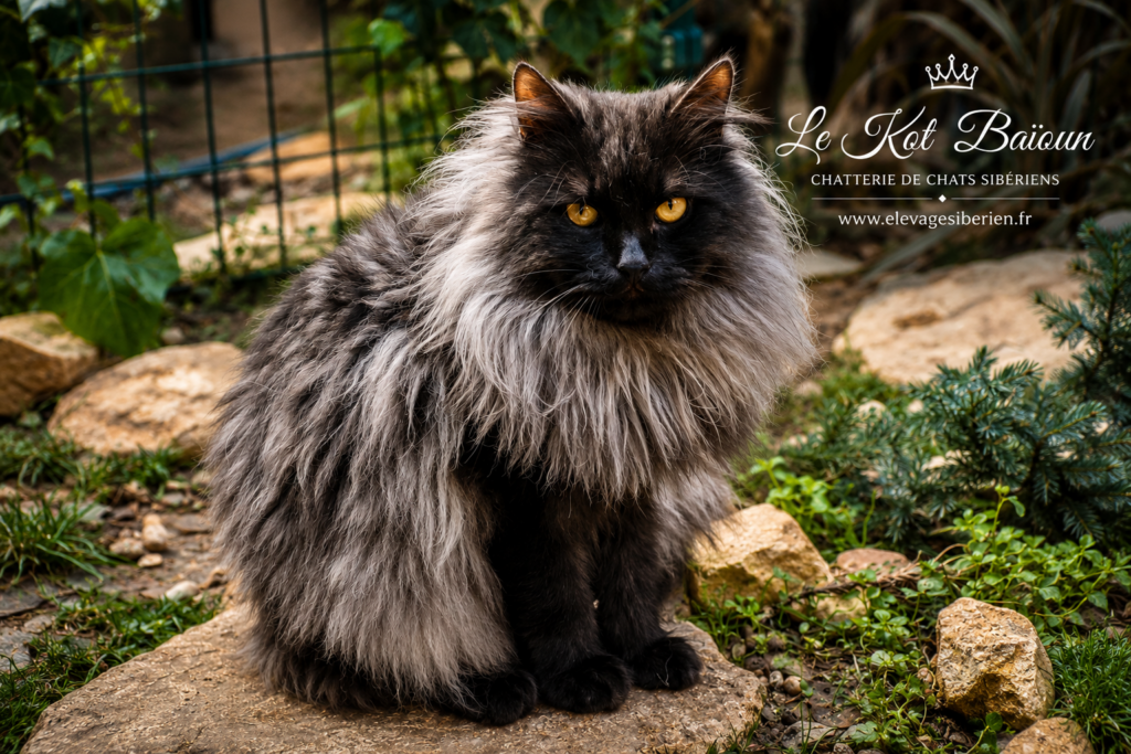 UIL&rsquo;JAM SIBIRISVET, chat Sibérien mâle, robe Black Smoke